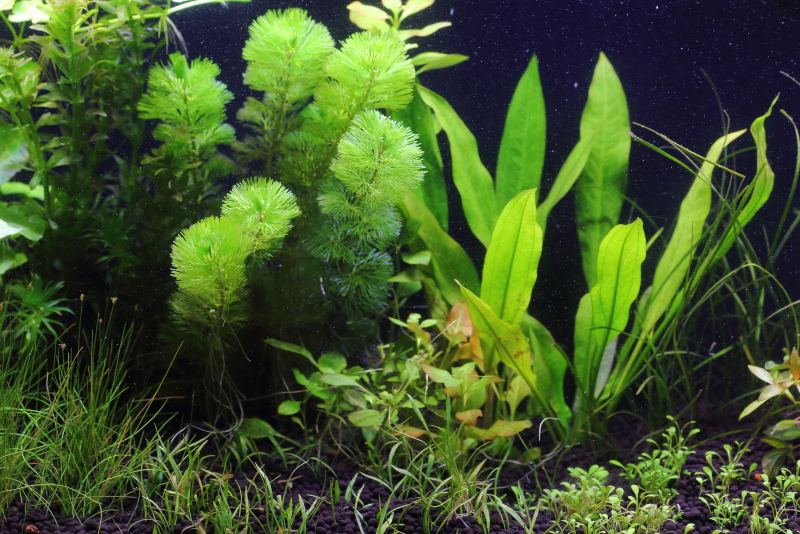 植栽から13日目（トリミング後）